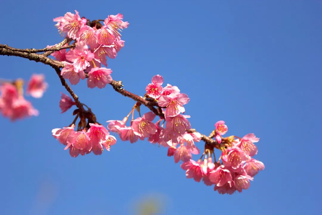 樱花和海棠的区别图片_北美海棠和绚丽海棠的区别_光辉海棠和王族海棠的区别