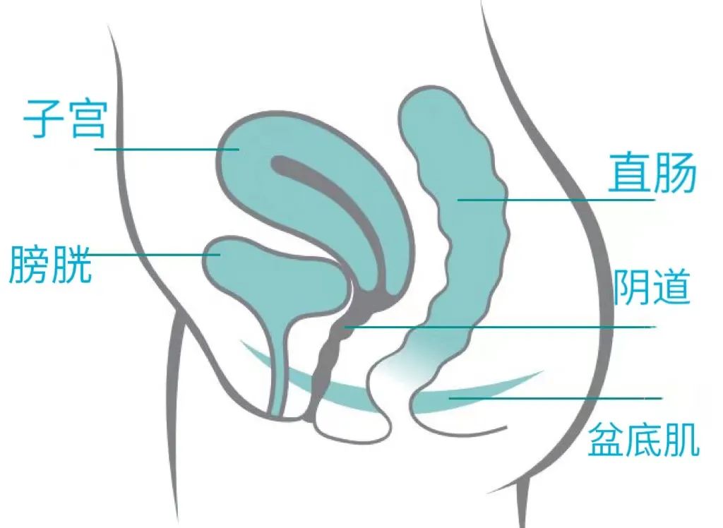 觊格尔运动_卫格尔锻炼法_凯格尔运动怎么做