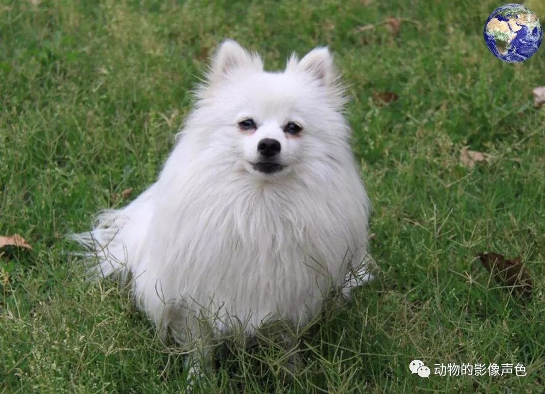 银狐犬和萨摩耶的区别_犬区别银狐萨摩耶和金毛_银狐犬和萨摩耶犬