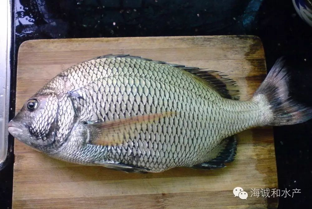 怎样去除鸭肉腥味_怎样去除鸡汤的腥味_手上鱼腥味怎么去除