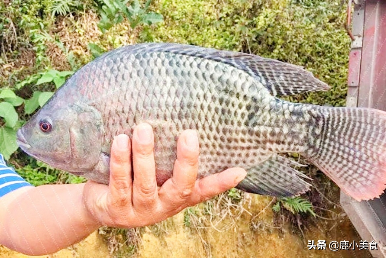 鲤鱼是发物吗_鲤鱼发物有科学依据吗_鲤鱼发物是什么意思