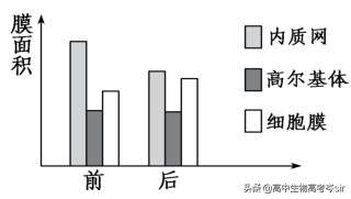 酵母菌是真核还是原核_酵母菌核生物还是真核生物_酵母菌是什么核细胞