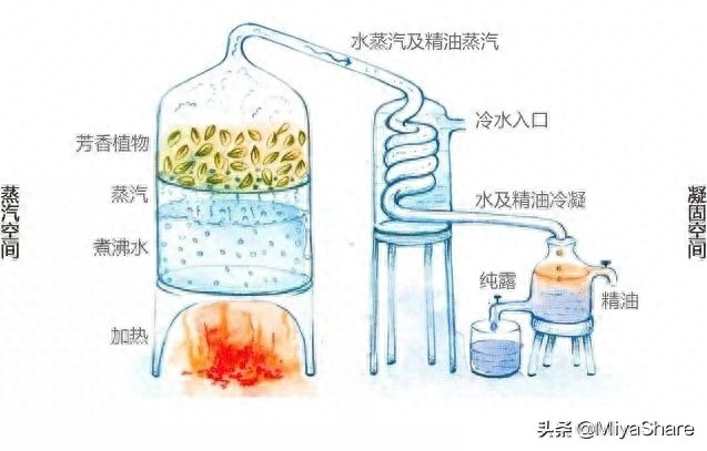 精油的作用_油精有毒吗_油精作用是什么