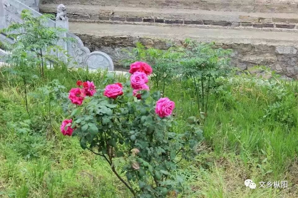 蜡烛水位上升实验叫什么_蜡烛水上升燃烧实验_水蜡烛