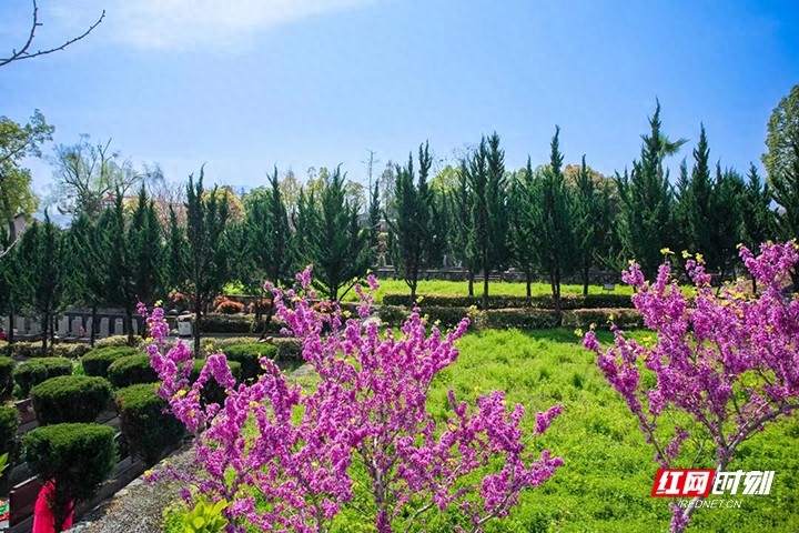 清明扫墓用什么花_清明扫墓用鲜花还是绢花_清明扫墓用花用哪些花