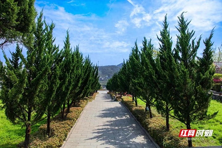 清明扫墓用什么花_清明扫墓用花用哪些花_清明扫墓用鲜花还是绢花