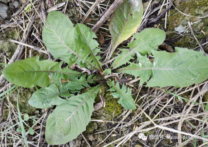 白色花做头像_白色花怎么做_白色花做法