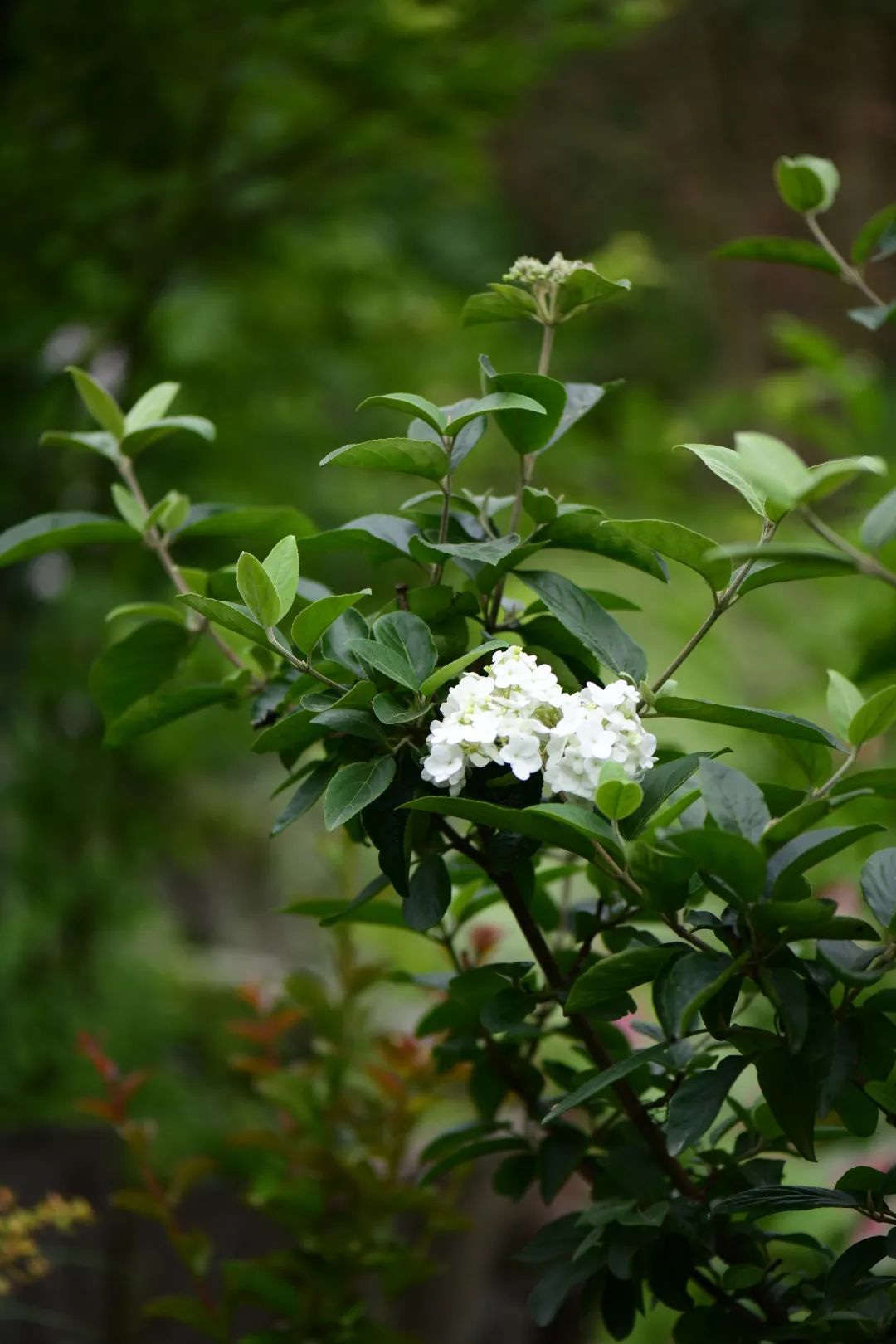 白色花怎么做_白色花做微信头像好吗_白色花做微信头像的女生性格