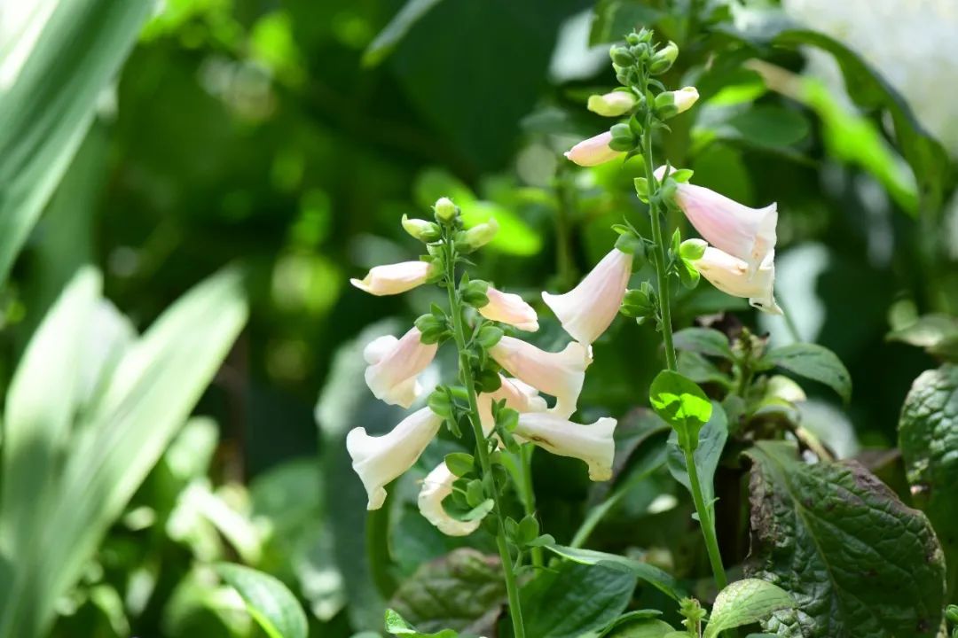 白色花做微信头像好吗_白色花做微信头像的女生性格_白色花怎么做