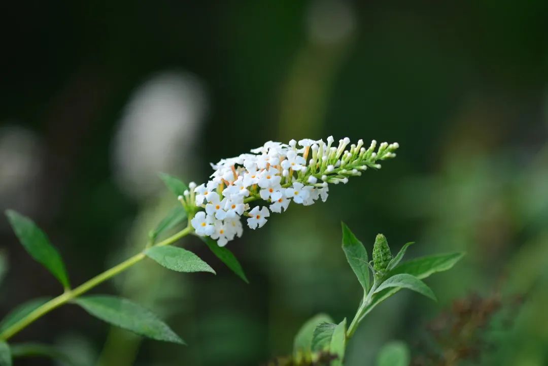 白色花怎么做_白色花做微信头像的女生性格_白色花做微信头像好吗