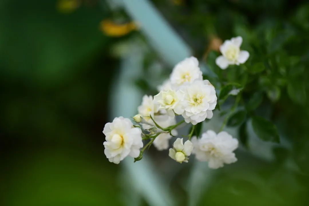 白色花做微信头像好吗_白色花怎么做_白色花做微信头像的女生性格