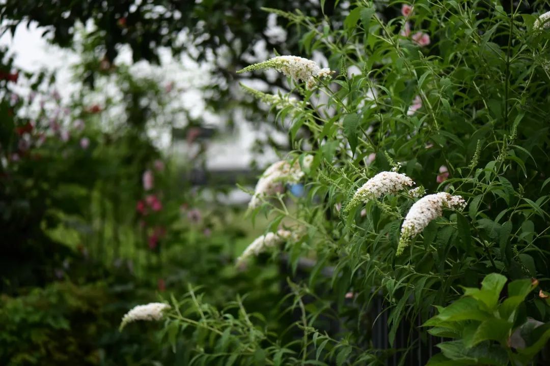 白色花怎么做_白色花做微信头像好吗_白色花做微信头像的女生性格