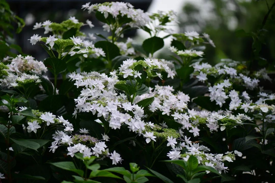 白色花怎么做_白色花做微信头像好吗_白色花做微信头像的女生性格