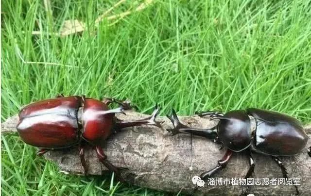 成虫养独角仙怎么养_独角仙成虫怎样养_成虫养独角仙可以吗