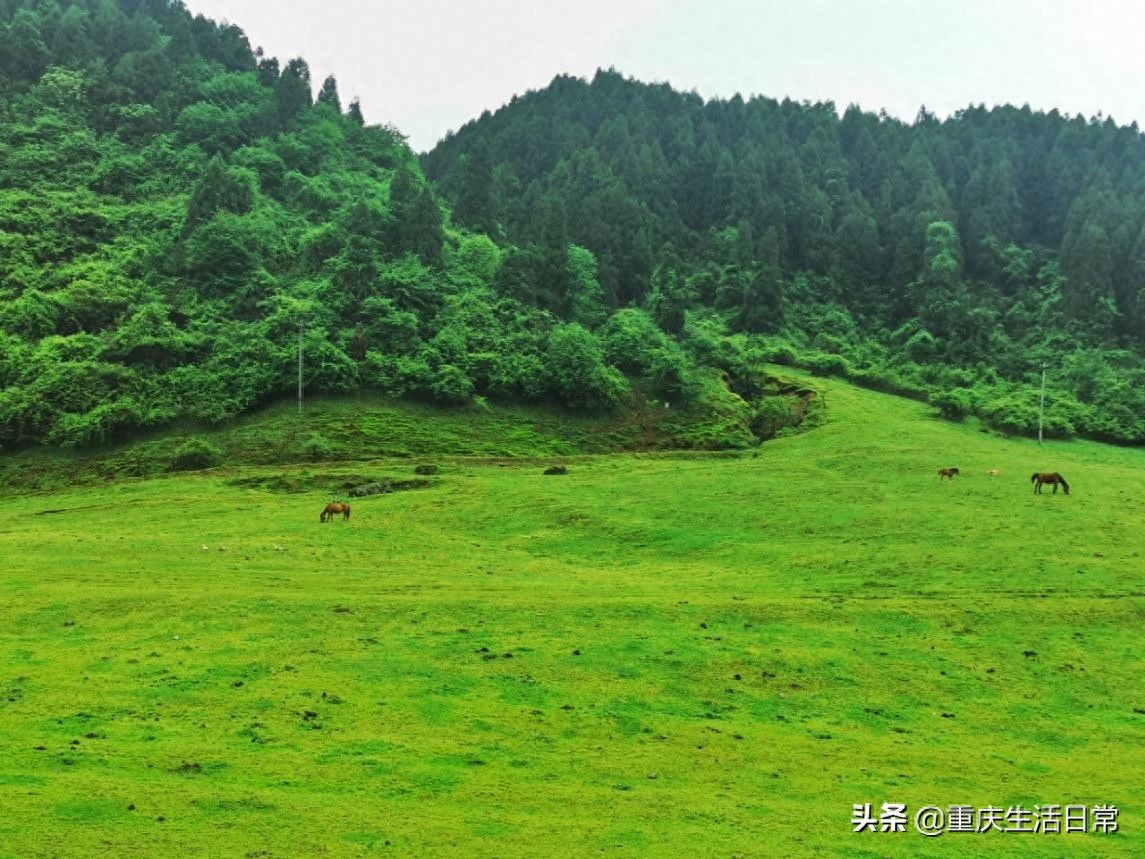 武隆仙女山_仙女山武隆印象演出时间_仙女山武隆旅游攻略