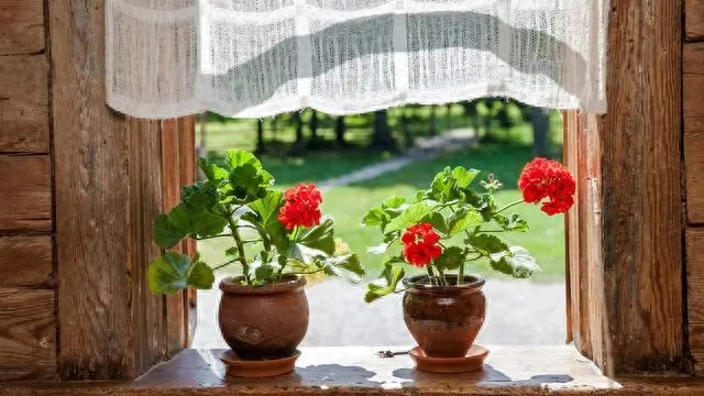 天竺葵香叶油_天竺葵香叶种植基地_香叶天竺葵