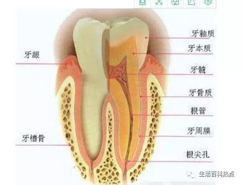 起牙缝疙瘩疼怎么办_用牙线牙缝疼漏神经_牙缝疼