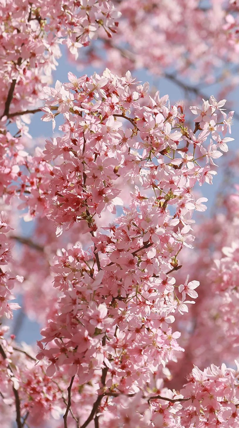 樱花粉是什么颜色_樱花粉颜色是什么意思_樱花粉是浅粉色吗