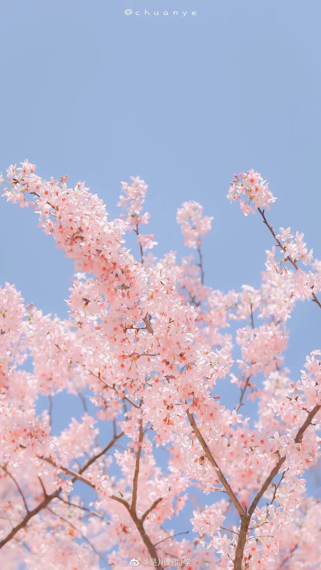 樱花粉是什么颜色_樱花粉是浅粉色吗_樱花粉颜色是什么意思