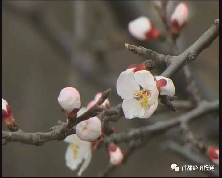 八达岭古长城自然风景区_八达岭古长城_八达岭古长城旅游攻略