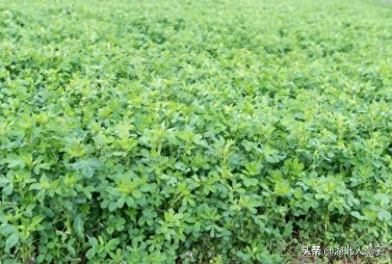 春季野菜_春季野菜大全100种_春季野菜大全