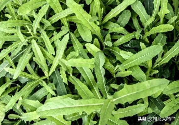 春季野菜大全_春季野菜大全100种_春季野菜