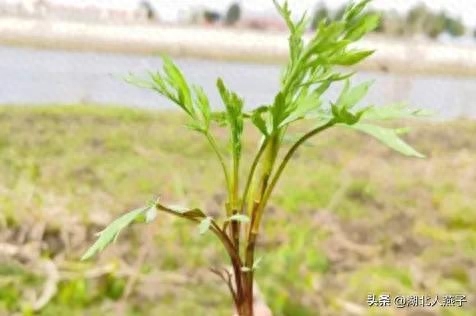 春季野菜大全_春季野菜大全100种_春季野菜