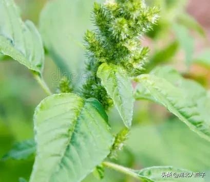 春季野菜_春季野菜大全100种_春季野菜大全