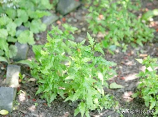 春季野菜大全_春季野菜大全100种_春季野菜