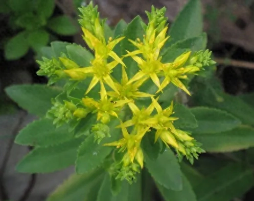 春季野菜_春季野菜大全100种_春季野菜大全