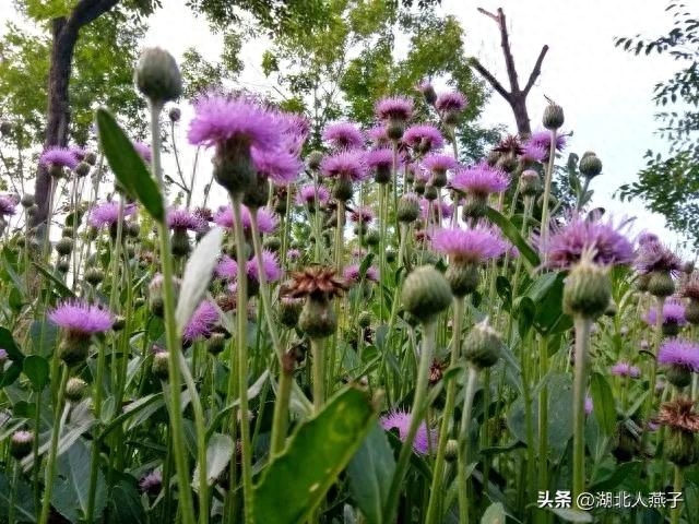 春季野菜_春季野菜大全_春季野菜大全100种