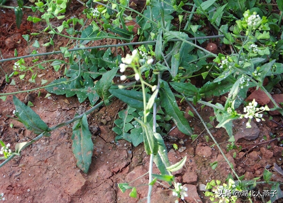 春季野菜_春季野菜大全100种_春季野菜大全