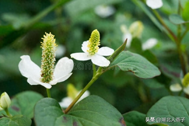 春季野菜_春季野菜大全100种_春季野菜大全