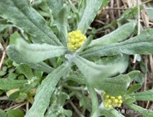 春季野菜_春季野菜大全_春季野菜大全100种