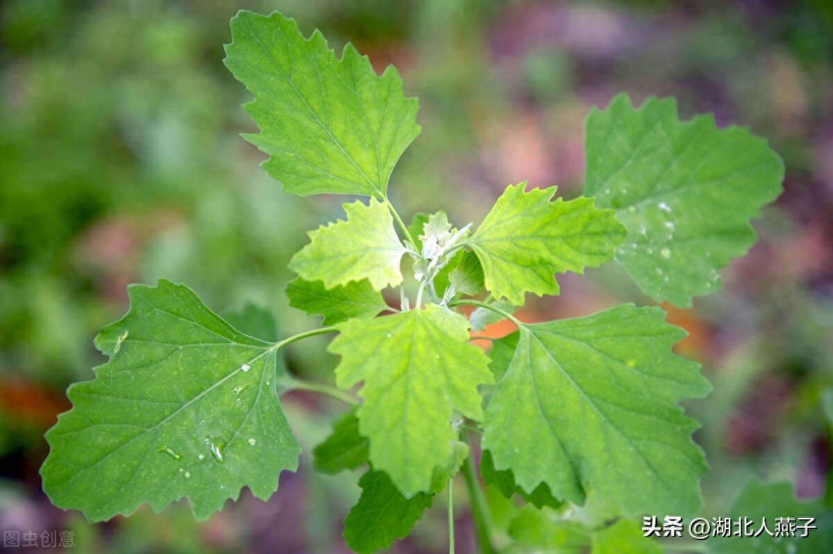 春季野菜大全100种_春季野菜_春季野菜大全