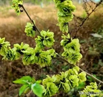 春季野菜_春季野菜大全_春季野菜大全100种