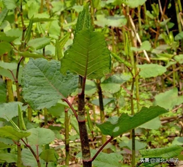 春季野菜大全_春季野菜_春季野菜大全100种