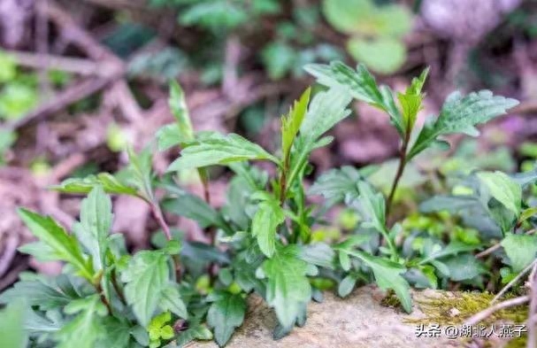 春季野菜大全_春季野菜_春季野菜大全100种