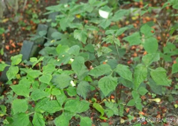 春季野菜大全_春季野菜大全100种_春季野菜