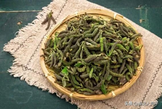 春季野菜大全100种_春季野菜_春季野菜大全