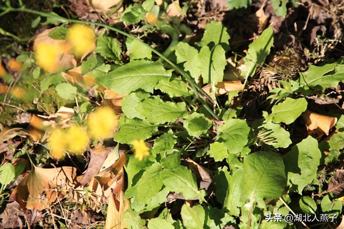 春季野菜大全100种_春季野菜_春季野菜大全