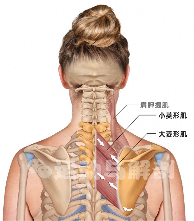 背部疼痛对应部位图_背部疼痛对应部位图片讲解_背部疼痛对应部位图片