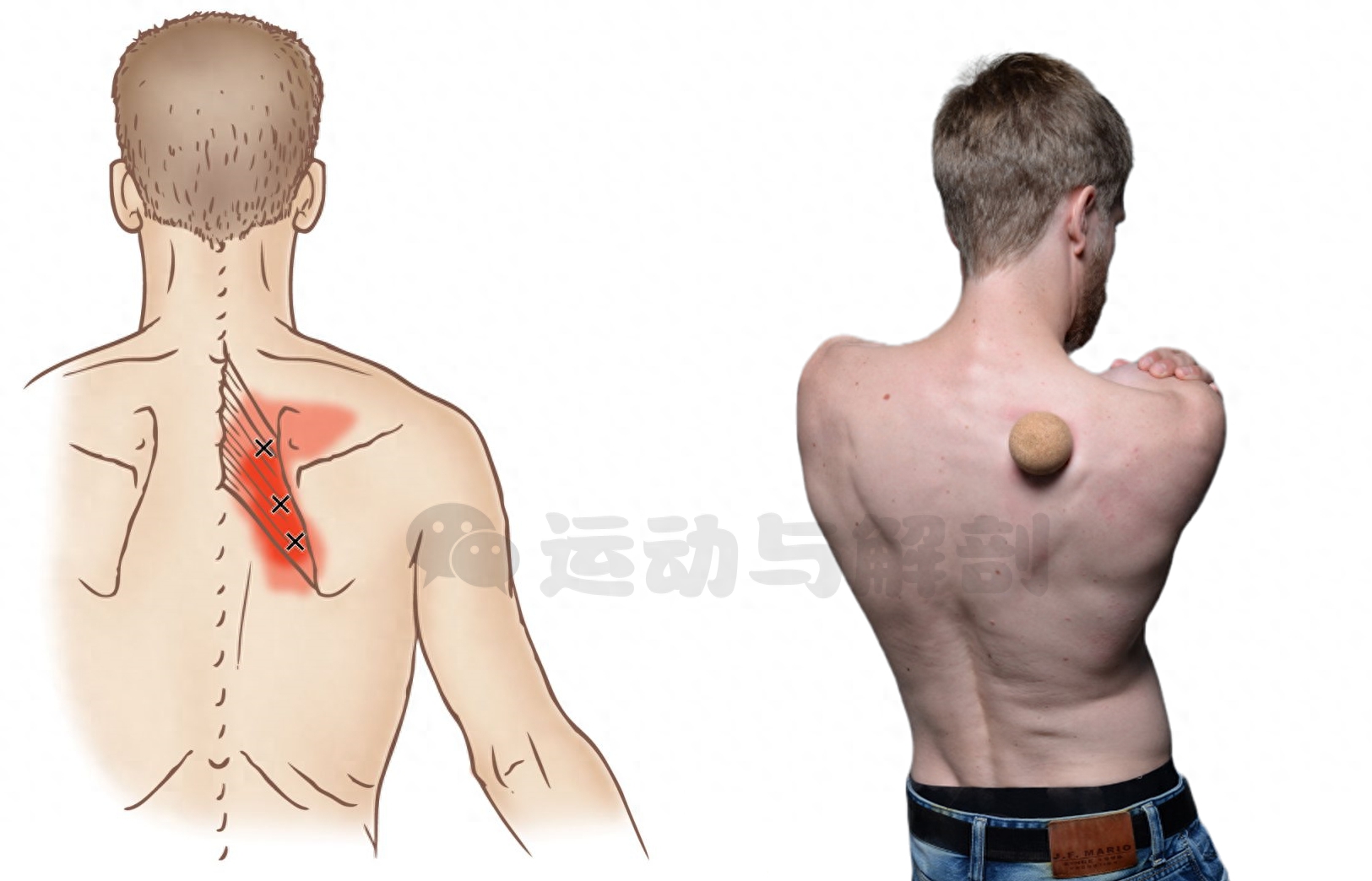 背部疼痛对应部位图_背部疼痛对应部位图片_背部疼痛对应部位图片讲解