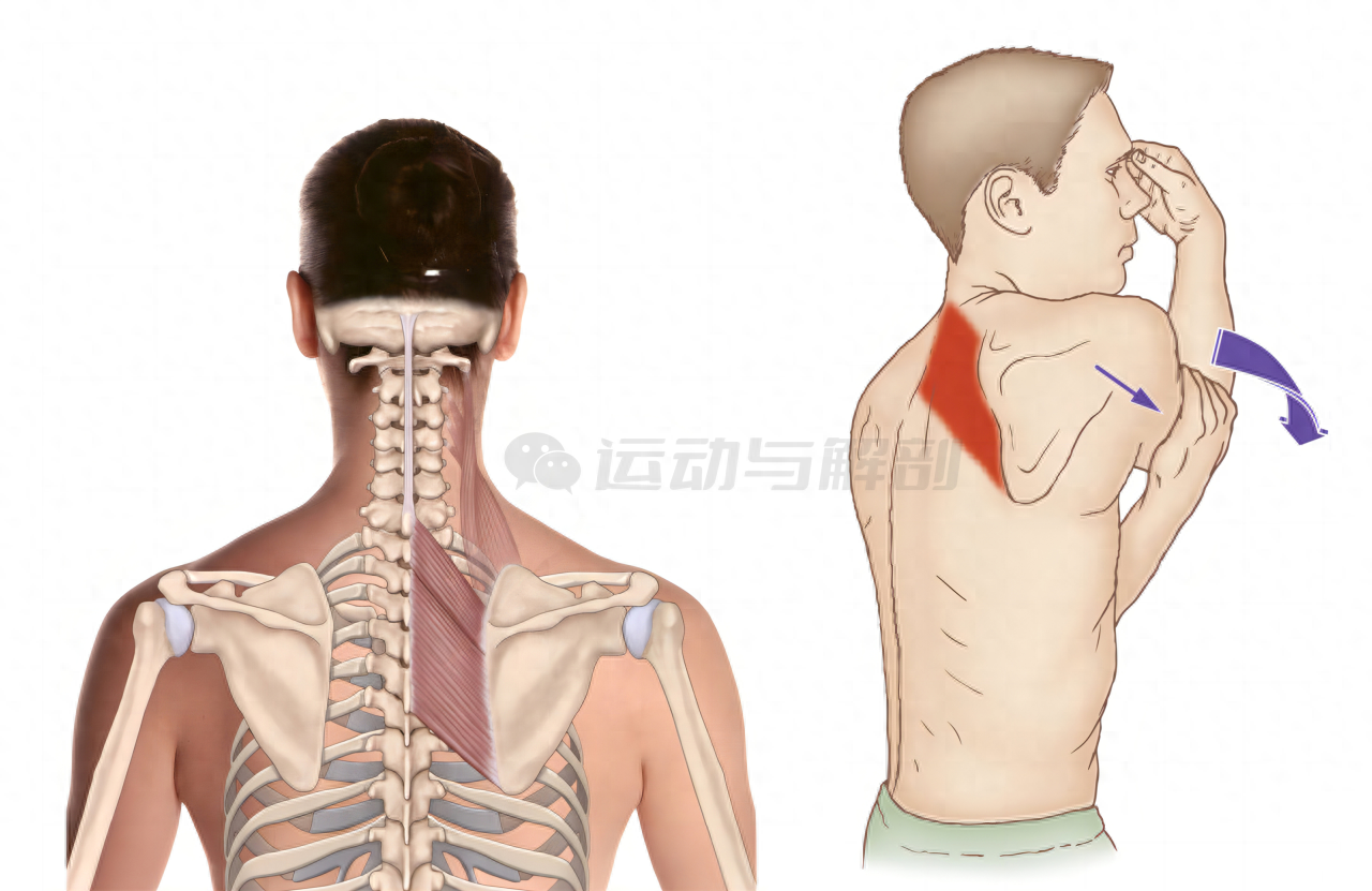 背部疼痛对应部位图_背部疼痛对应部位图片_背部疼痛对应部位图片讲解