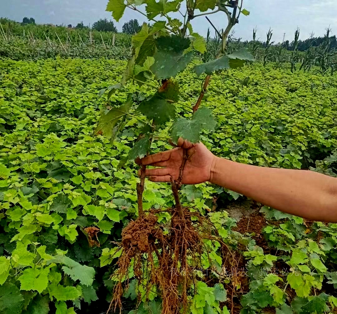 玫瑰风图判断风向_风玫瑰图_玫瑰风图怎么看盛行风