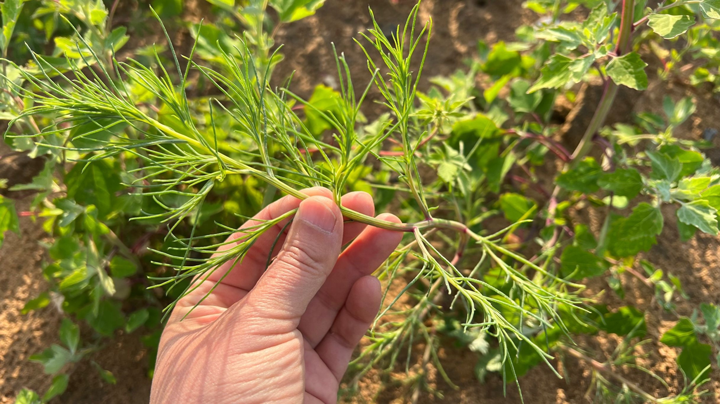 荠菜怎么做好吃_荠菜做法_荠菜做啥好吃