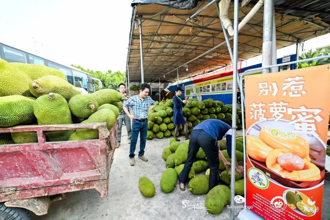 海南热带水果_海南热带水果名称大全_热带水果海南