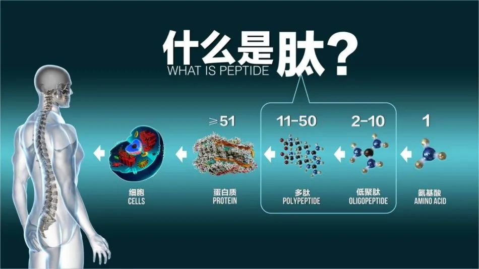 石榴胶原蛋白肽功效作用_谷胱甘肽功效作用_肽的作用与功效