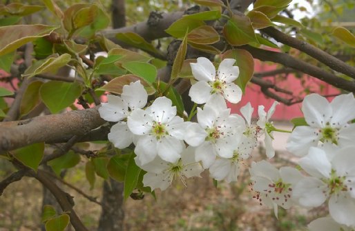 桃花折法视频_桃花的折法_桃花折法步骤