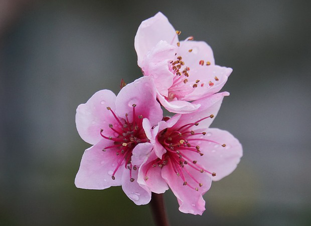 桃花折法步骤_桃花折法视频_桃花的折法